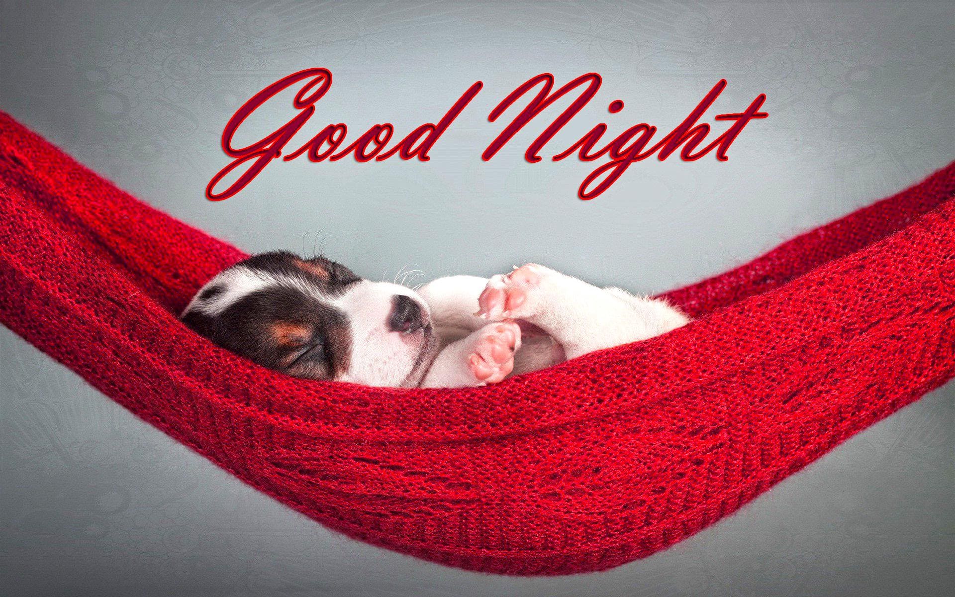 Good Night Messages Cute Happy Birthday Messages Card Vrogue co